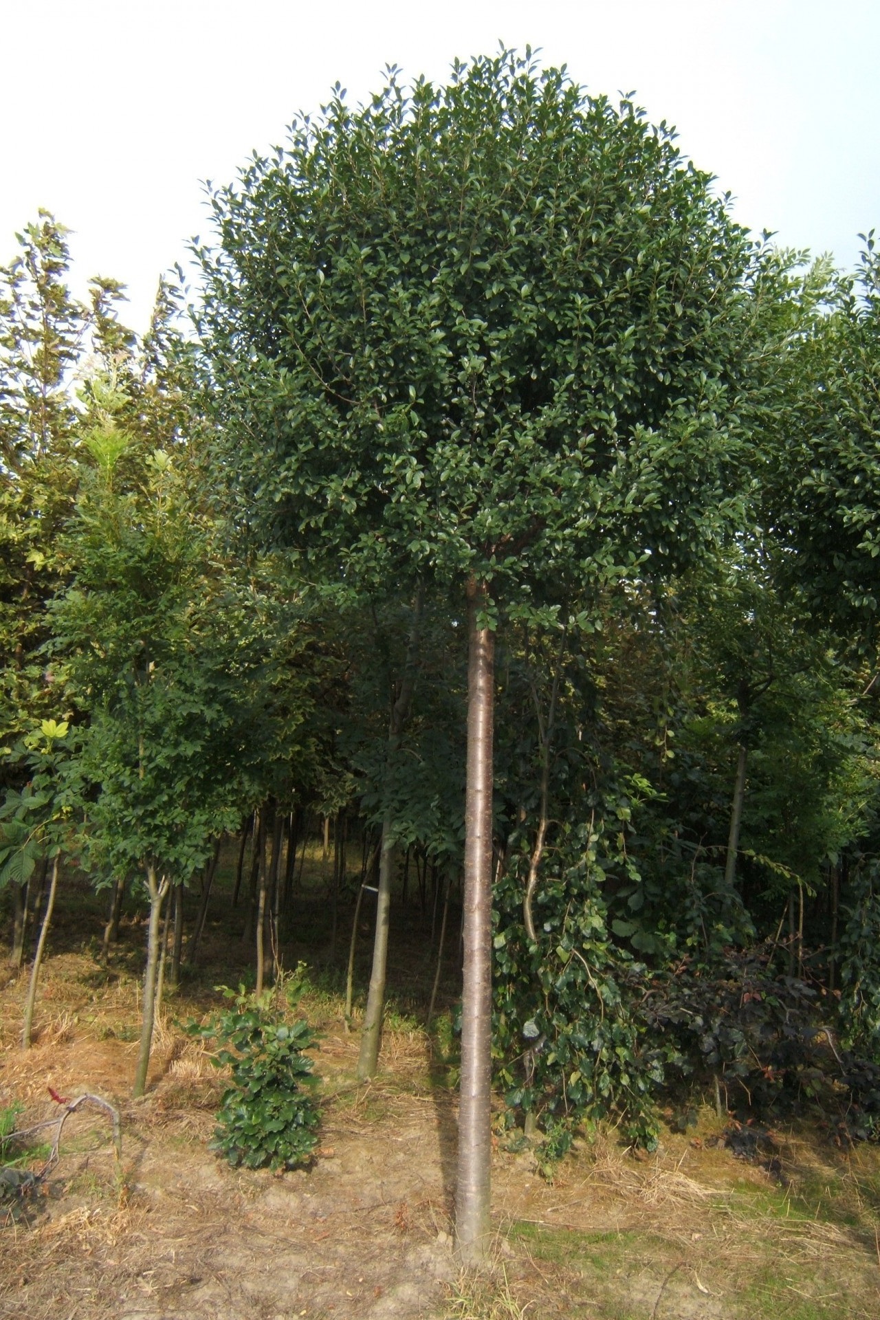 ABRAM vivaio di arbusti e alberi ornamentali 06